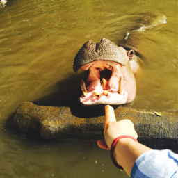 photography animal amateur hippo hippopotamus freetoedit