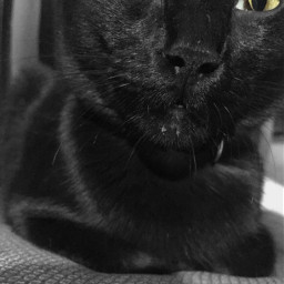 cat black blackandwhite photography