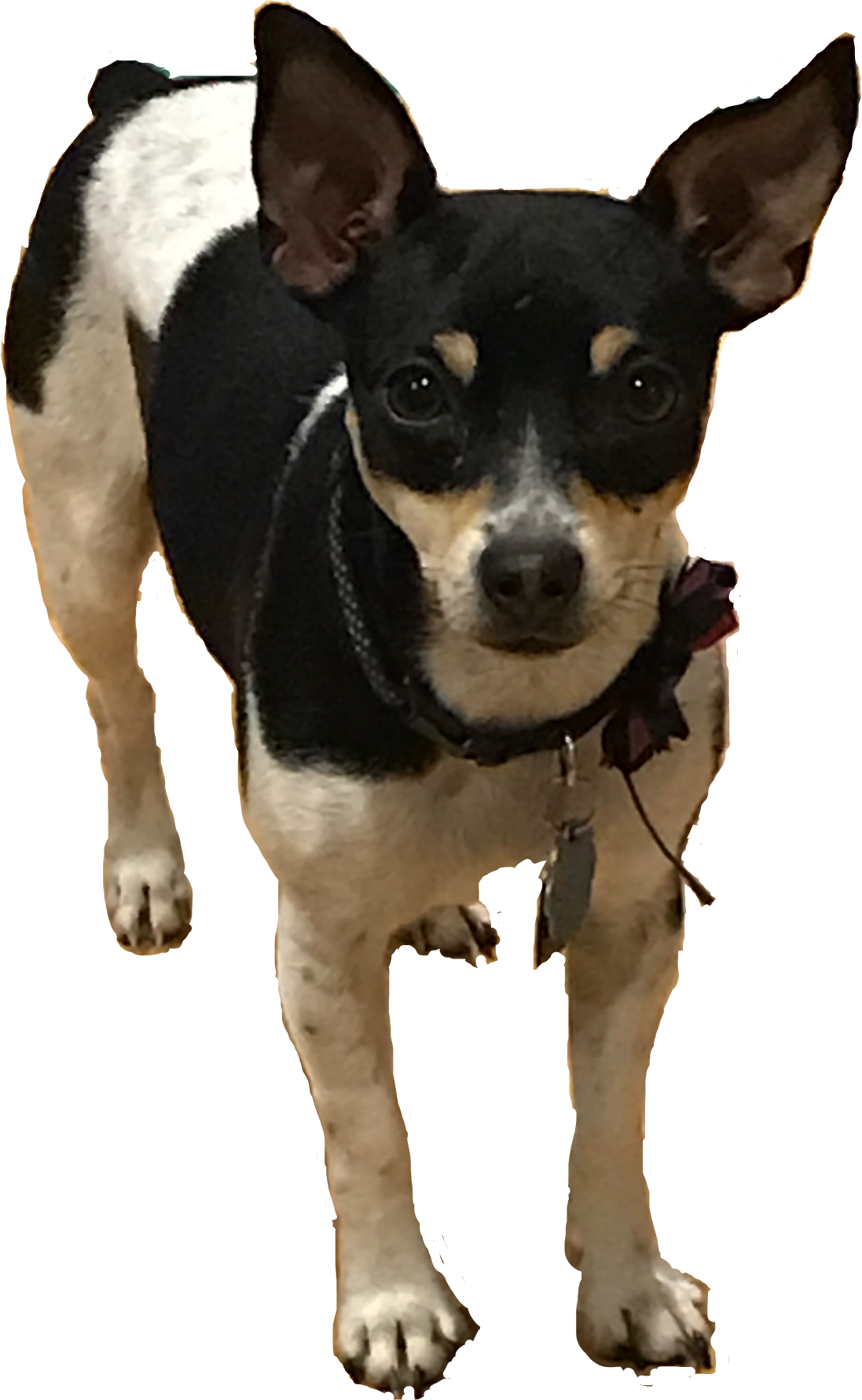 mypet-dogsofpicsart-dog-doggo-chihuahua-sticker-by-ehuett